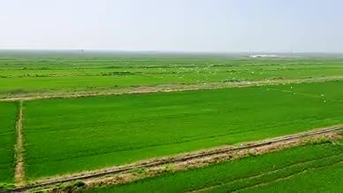 4k航拍翠绿的农田视频的预览图